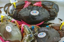 Le crabe, emblème majeur de Ca Mau, juste après la crevette