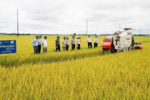 La province de Quang Tri compte actuellement plus de 2 000 hectares de rizières appliquant un modèle de réduction des émissions de gaz à effet de serre.