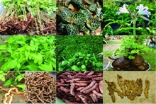 La superficie totale dédiée aux plantes médicinales dans tout le pays atteint 357 178 hectares. Source : ministère vietnamien de la Santé.