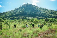 À Lam Dong, la rémunération des services environnementaux forestiers s’impose comme un levier économique durable.