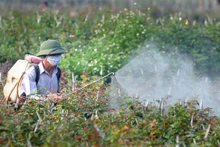 Ces dernières années, l’utilisation des produits phytosanitaires biologiques connaît une forte progression à l’échelle mondiale. Photo : Vneconomy.