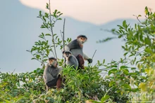 Grâce à son pelage aux couleurs vives, ce primate est souvent surnommé la « reine des primates ».