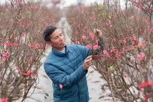 Hong Ha en fleurs : les pêchers prêts pour le Têt