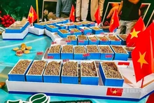 Le café Robusta de haute qualité (Fine Robusta) de Gia Lai s'impose progressivement grâce à sa saveur unique et à sa qualité constante. Photo : baocongthuong.