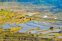 Rizières en terrasses dans la zone touristique de Pu Luong pendant la saison de mise en eau.
