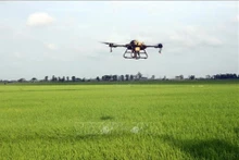 Un drone pulvérise des produits phytosanitaires dans des champs du delta du Mékong. Photo : VNA.