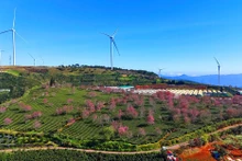 Les premiers cerisiers en fleurs transforment les collines en tableaux aux teintes rosées. 