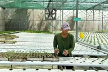 Plantation sous serres, munie de hautes technologies à Cu Chi.