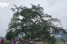 Le banian pluricentenaire du village de Tong Xanh est le lieu des rites sacrés de la fête Roong Pooc du printemps Binh Ngo 2026. Photo : VOV.