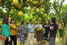 La province de Bac Ninh mettra en œuvre plusieurs mesures pour élargir les zones de culture, notamment pour les arbres fruitiers phares et les légumes. Photo : ministère de l'Industrie et du Commerce.