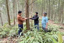 Le modèle de plantation de bois d’œuvre apporte des bénéfices économiques aux habitants de la commune de Minh Thanh, province de Tuyen Quang. (Photo : NGO HUNG)