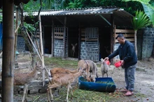 Tran Tuan Hiep, jeune homme Si La, réussit sa création d’entreprise avec l’élevage du cerf sika.