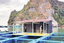 Essai de cage de mariculture en HDPE au large de Quang Ninh. Photo : Van Ngoc.