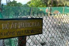 Con Dao est aujourd’hui l’un des sites les plus importants du Vietnam pour les programmes de conservation des tortues marines. (Photo : Dinh Nam)