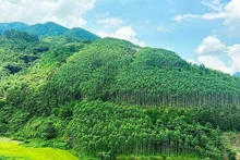 Un tournant dans la protection et le développement forestier. Photo d'illustration/Vneconomy.