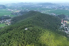 Forêt de pins à Thanh Hoa, mars 2024. Photo : Le Hoang