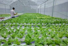 Promouvoir l’application des biotechnologies dans la production agricole. Source : MTO.