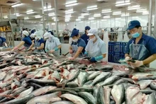 Transformation des pangasius pour l'exportation. Photo: sggp.org.vn