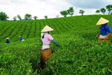 À la découverte de la vie simple et poétique des collines de thé de Moc Chau