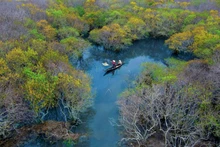Moyens de subsistance dans la forêt de mangroves de Ru Cha, lagune de Tam Giang. Photo : Le Van Minh.