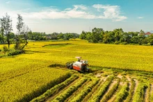 L’agriculture et l’environnement sont des piliers de la transition verte au Vietnam. Photo : TPO.