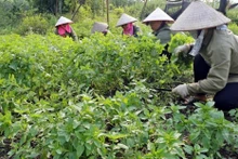 Récolte des plantes médicinales de la Coopérative de production et de transformation de plantes médicinales de Sinh Duoc, à Ninh Binh. Photo : VNP.