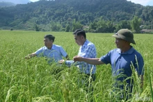 Des représentants officiels et des habitants inspectent le modèle de restauration de la variété de riz gluant de Muong Phang pour la récolte de 2025. Photo : baodienbienphu.