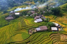 Les rizières en terrasses sont en pleine saison de maturation dorée, s’étendant de la zone de Y Linh Ho jusqu’à la vallée de Muong Hoa. Photo : TPO.