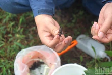 Un des insectes collectés par les entomologistes à l’aide des pièges. Photo : NDEL.