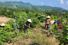 Photo : baoquangninh.