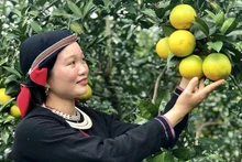 Les femmes issues des minorités ethniques de la province de Tuyen Quang s’engagent activement dans la promotion d’une agriculture verte, contribuant à la construction de la nouvelle ruralité. Photo : baophunu.