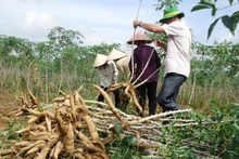 Le Vietnam se classe au 9e rang mondial en termes de superficie consacrée à la culture de manioc et au 7e en termes de production. Photo : tiasang.