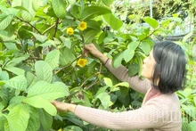 Le modèle de conservation et de valorisation de camélias dorés Hakodae Orgavina présente une double valeur. Photo : danviet.