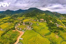 Splendeur des rizières dorées et des roseaux blancs aux confins de Quang Ninh