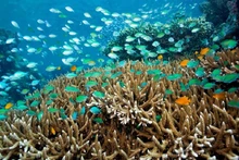 Photo : baobinhphuoc.