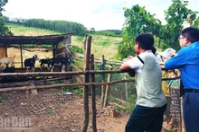 L’Union communale des jeunes accompagne toujours les ménages de la coopérative pour surveiller de près le troupeau de chèvres et leur apporter un soutien ponctuel si nécessaire. Photo : NDEL.