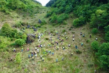 En 2024, la campagne a permis de planter 35 000 arbres et de restaurer 53 hectares de forêt dans les régions de Hang Kia-Pa Co (ancienne province de Hoa Binh) et de Van Ho (province de Son La). Photo : NDEL.