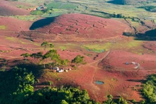Les herbes roses dominent l'immensité du paysage.