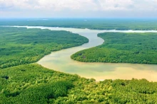 La forêt de protection de Can Gio couvre une superficie de plus de 34.809 hectares.