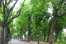 Hanoi possède un système d’arbres urbains riche et diversifié, mais sa planification n’est pas encore véritablement scientifique.