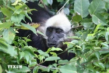 Le langur de Cat Ba est un primate extrêmement rare, endémique des forêts tropicales humides de l’île de Cat Ba. Photo: VNA