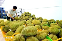Durian frais, produit d'exportation phare du Vietnam vers la Chine. Photo : VNA.