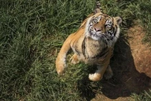 Photo d'illustration/CNN Indonesia