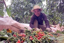 Les exportations de poivre ont maintenu une dynamique de croissance positive en fin d’année. Photo : VNA