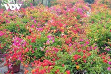 Les spécialistes recommandent de renforcer la promotion, la vente en ligne et l’accompagnement technique des acheteurs.