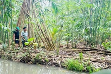 Une vue d’un projet de plantation et de développement du bambou. Photo: NDEL