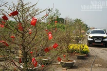 [Photo] Printemps de l’année du Cheval 2026 au Cambodge : une ambiance printanière animée dans les jardins de Kandal.