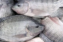 Les exportations de tilapia vers les États-Unis ont atteint 53,15 millions de dollars l'an dernier, soit environ 54 % des exportations totales de tilapia du Vietnam. (Photo doanhnghiephoinhap.vn)