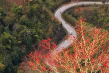 Les fleurs du kapokier rouge enflamment les montagnes et forêts du Tay Bac