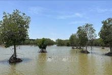 Une zone de mangrove restaurée dans la commune de Vinh Hau, province de Ca Mau. Photo : VNA.